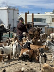 Lady with goats